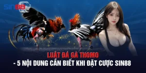 Luật Đá Gà Thomo - 5 Nội Dung Cần Biết Khi Đặt Cược SIN88