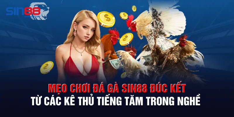 Mẹo chơi đá gà Sin88 đúc kết từ các kê thủ tiếng tăm trong nghề